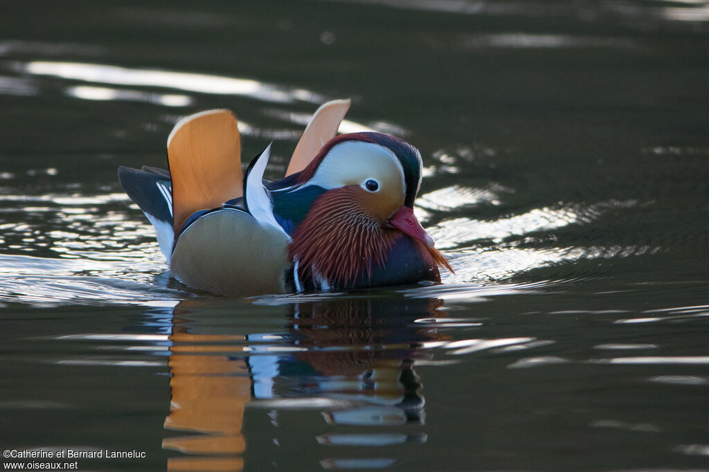 Mandarin Duck male adult