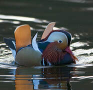 Mandarin Duck