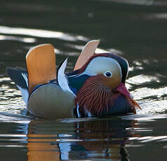 Canard mandarin