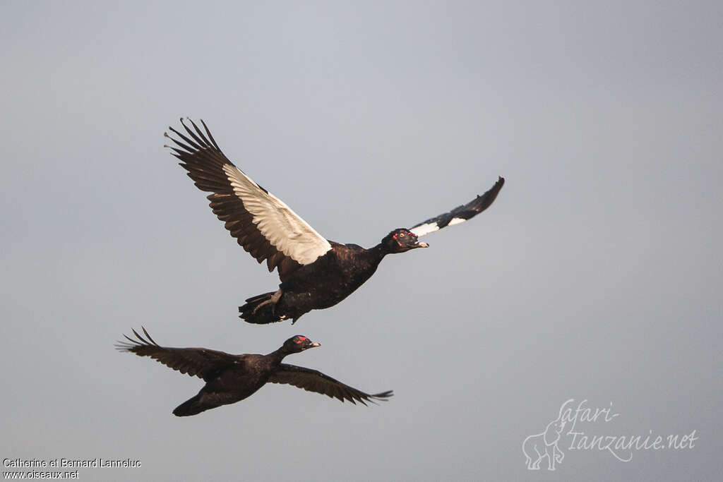 Muscovy Duckadult, Flight