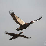 Muscovy Duck