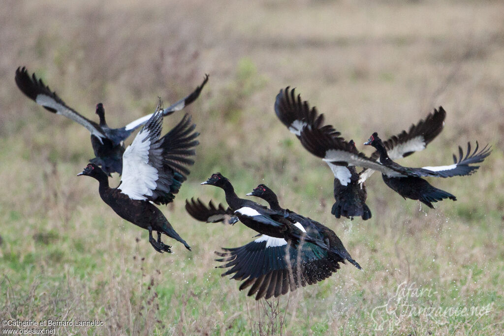 Muscovy Duckadult, Flight