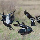 Canard musqué