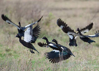 Canard musqué