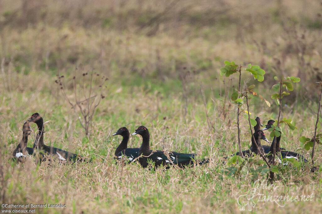 Canard musquéadulte, Comportement