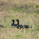 Canard musqué