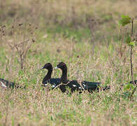 Muscovy Duck