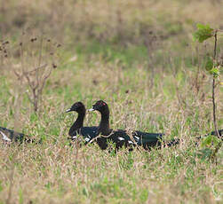 Canard musqué