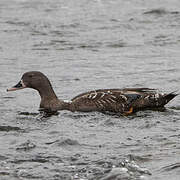 African Black Duck