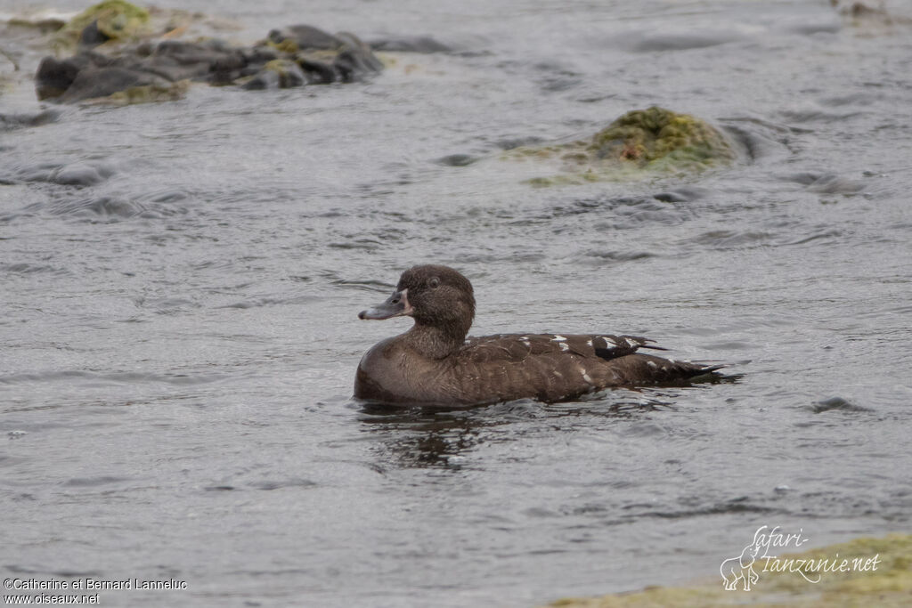 Canard noirâtre mâle adulte, identification