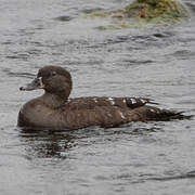 African Black Duck