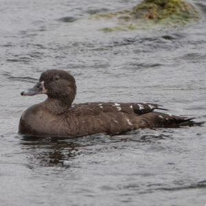 Canard noirâtre