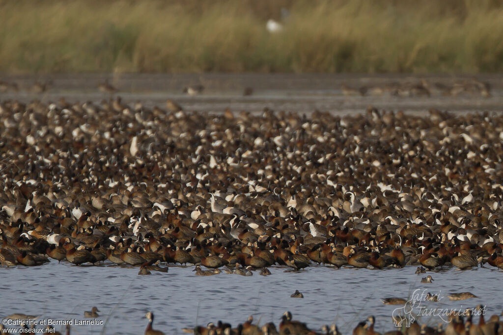 Canard pilet, Comportement