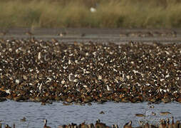 Canard pilet