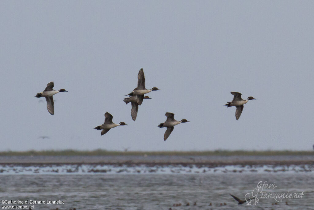 Canard pilet, Vol