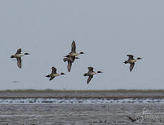 Northern Pintail