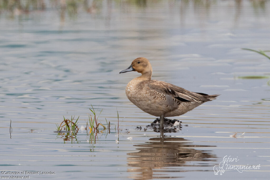 Canard pilet femelle adulte, identification