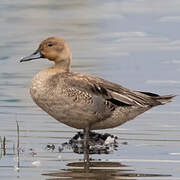 Canard pilet