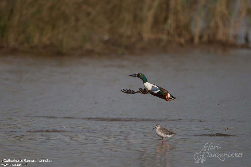 Northern Shoveler male adult breeding, Flight