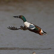 Northern Shoveler