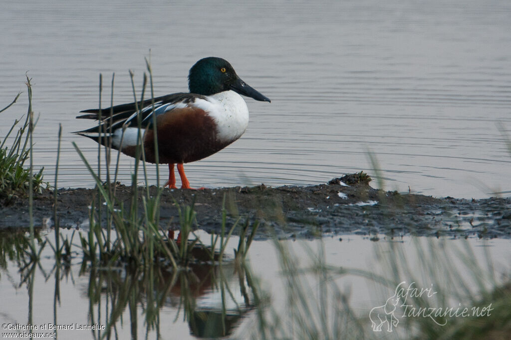 Northern Shoveler male adult breeding, identification