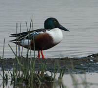 Northern Shoveler