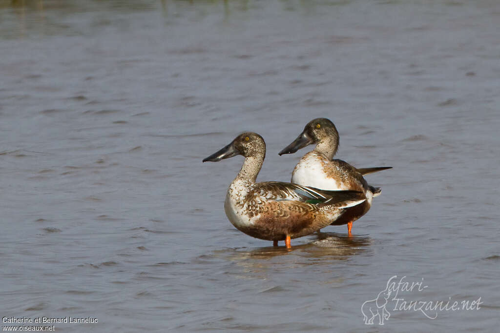 Northern Shoveler male adult transition, identification