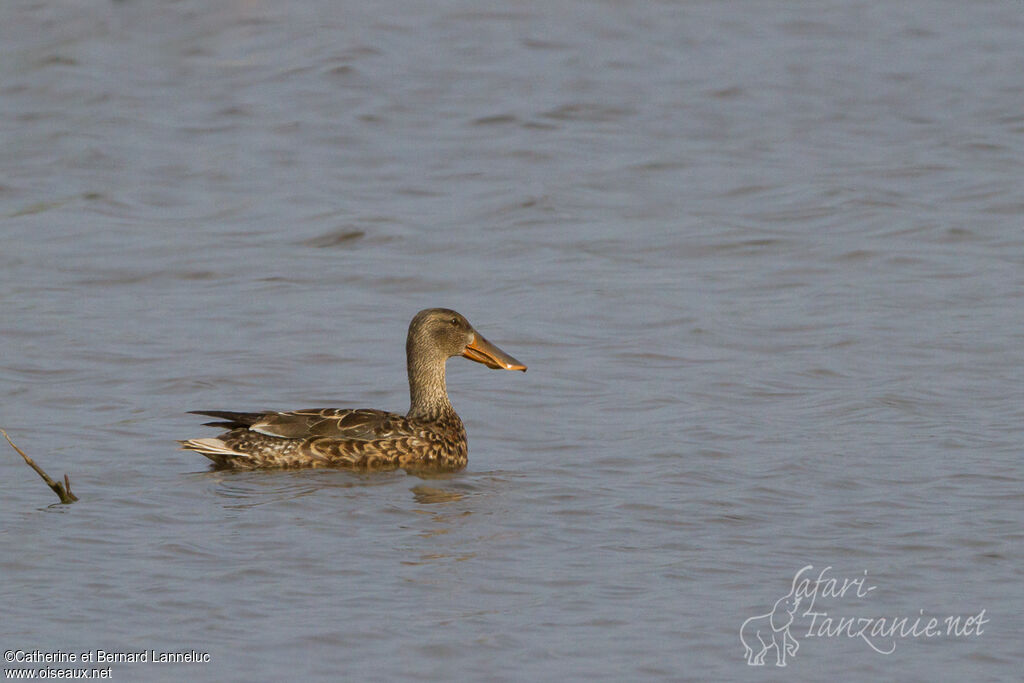 Northern Shoveler female adult, swimming