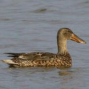 Canard souchet