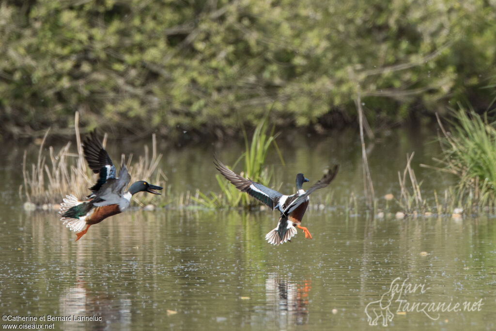 Northern Shoveler male adult breeding, Reproduction-nesting, Behaviour