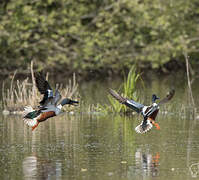 Canard souchet