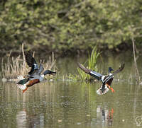 Canard souchet