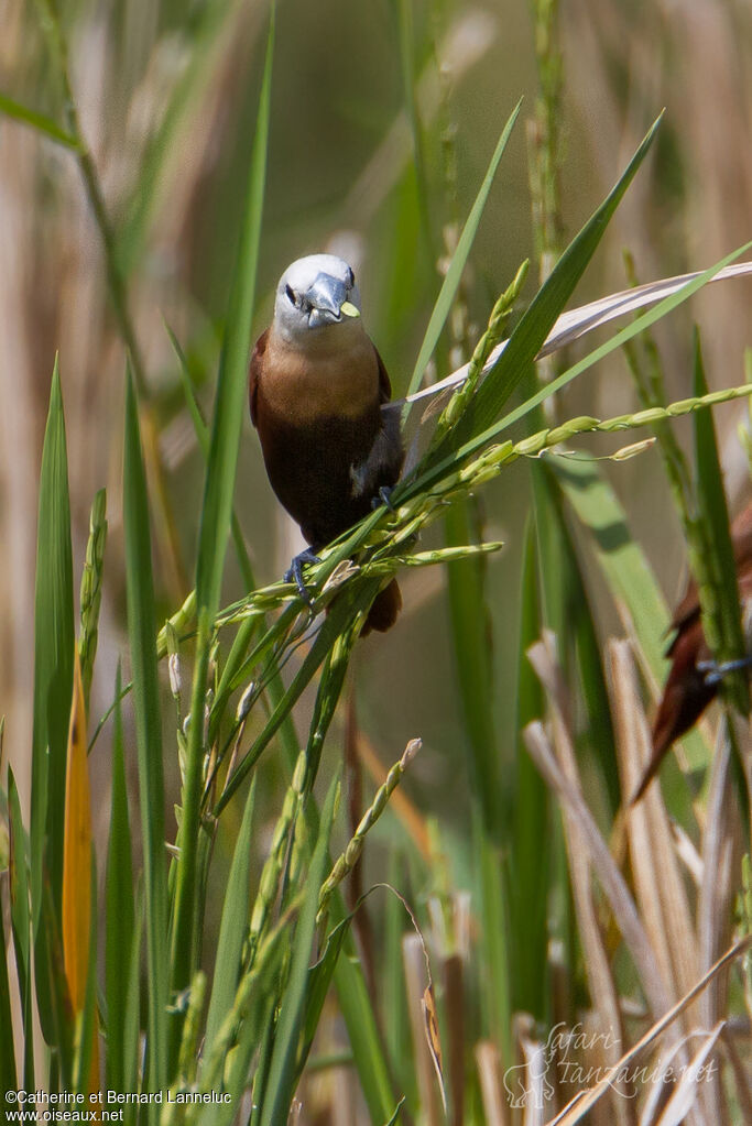 Capucin à tête blancheadulte, habitat