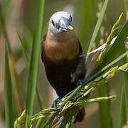 White-headed Munia