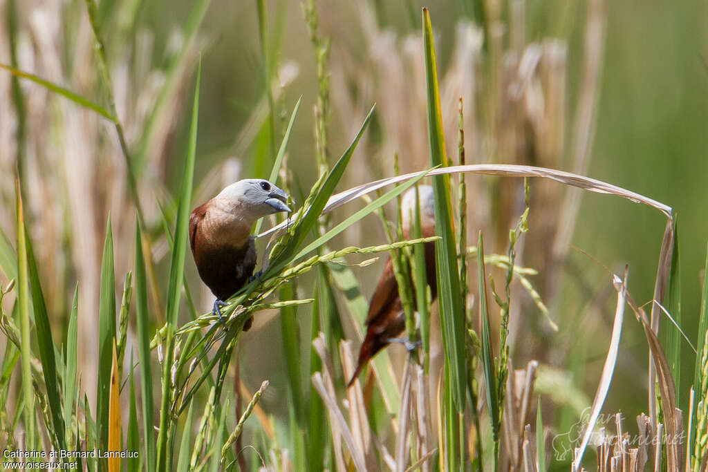 Capucin à tête blancheadulte, habitat, régime