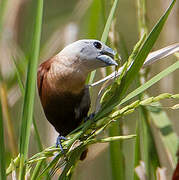 White-headed Munia