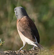 Grey-headed Silverbill