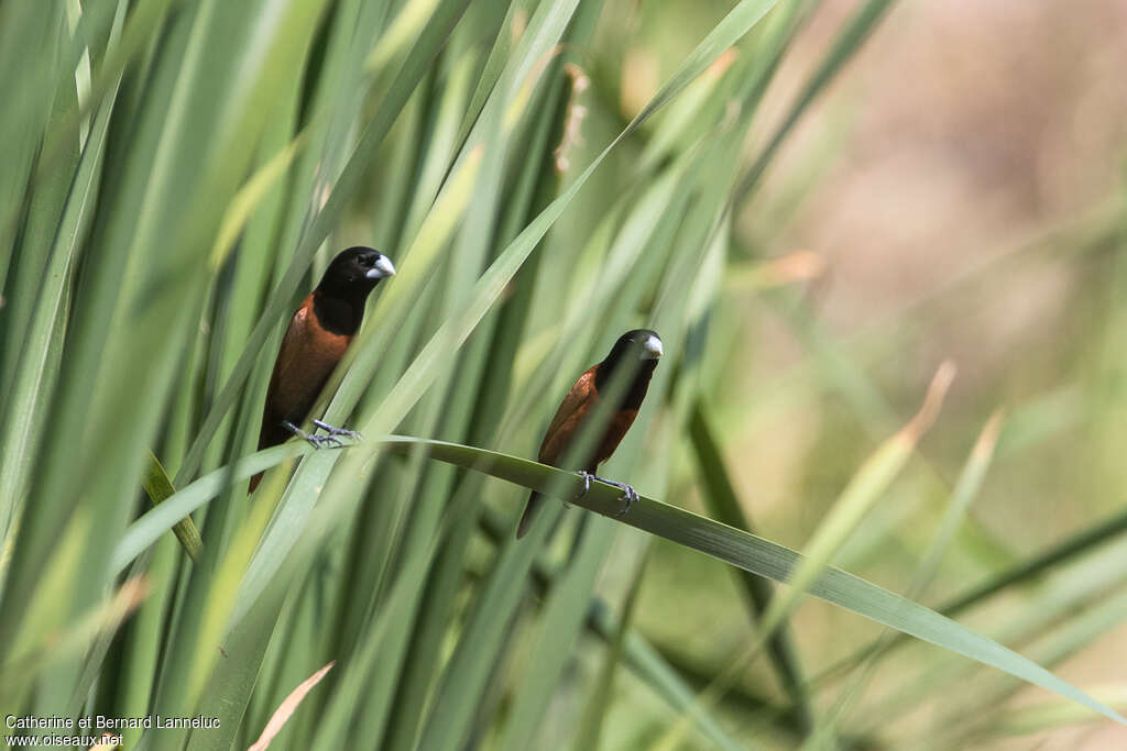 Capucin à tête noireadulte, habitat