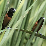 Chestnut Munia