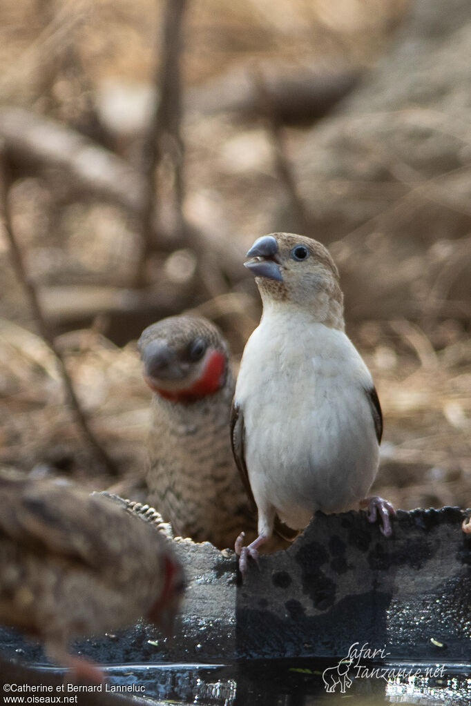 African Silverbilladult