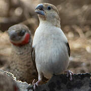 African Silverbill