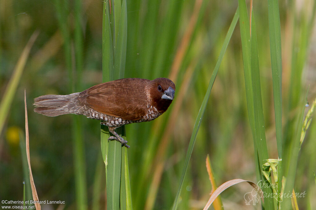 Scaly-breasted Muniaadult, identification