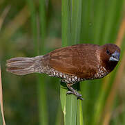 Scaly-breasted Munia