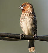 Scaly-breasted Munia