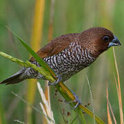 Scaly-breasted Munia