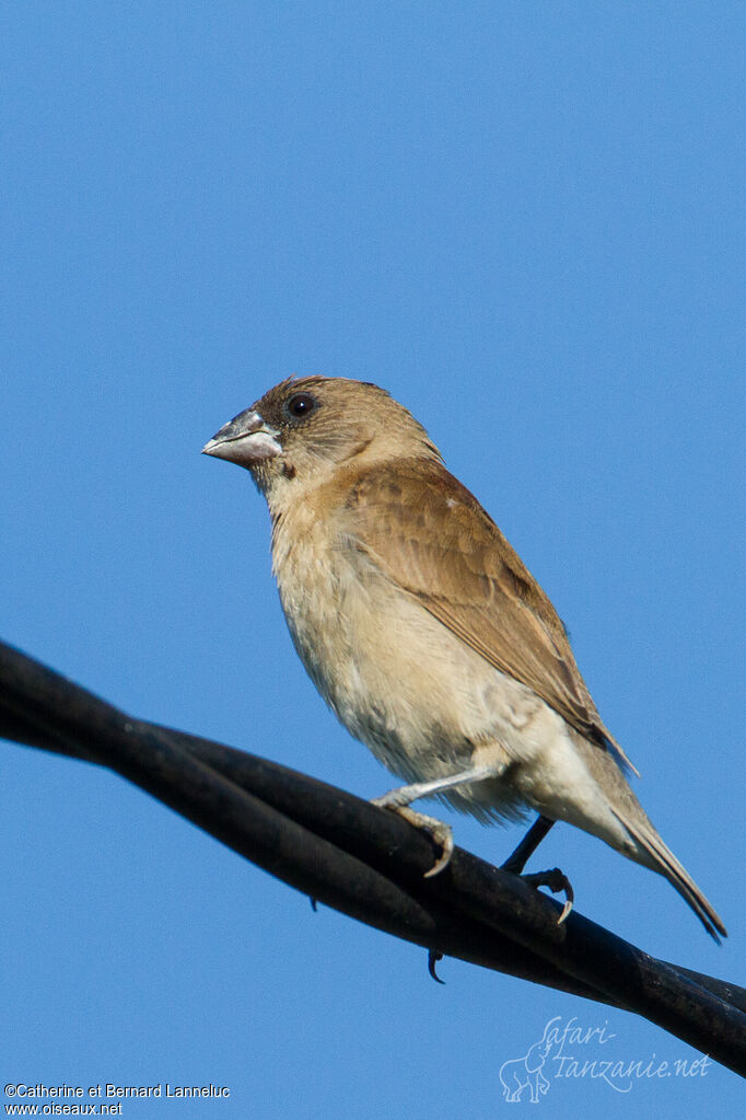 Capucin damierimmature, identification