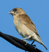 Scaly-breasted Munia