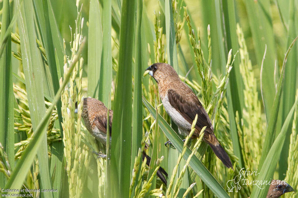 White-rumped Muniaadult, habitat, feeding habits, eats
