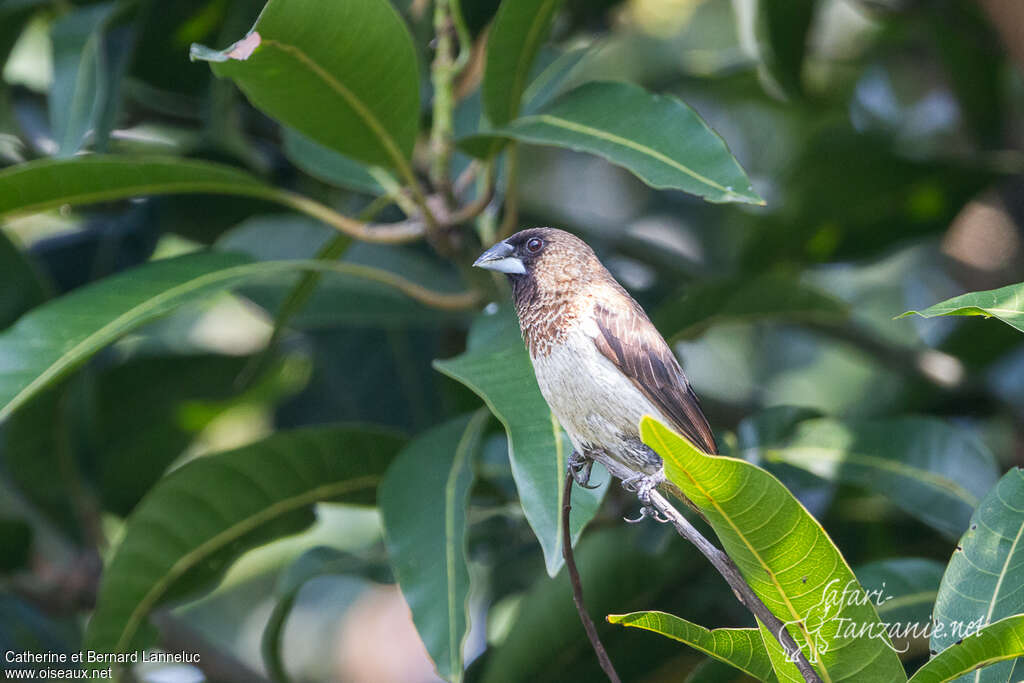 White-rumped Muniaadult