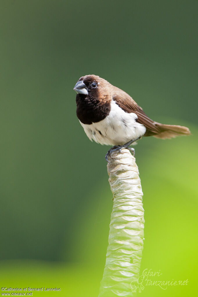 Capucin javanaisadulte, identification